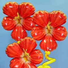 Гибискусы в цвету